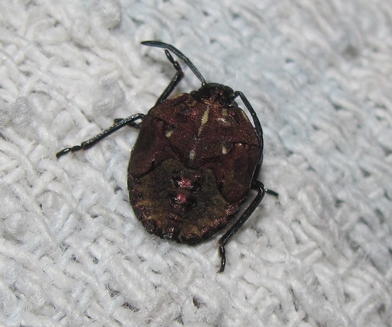 Ninfa di Carpocoris sp.?  Sì,  di Carpocoris melanocerus